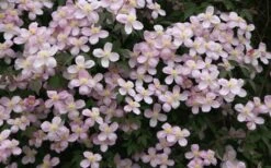 Montana Rubens Clematis - 1 Gallon Pot 14 Montana Rubens Clematis - 1 Gallon Pot -Garden Outdoor Plant Store clematis montana rubens 12