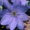 Mrs. Cholmondeley Clematis - 1 Gallon Pot 2 Mrs. Cholmondeley Clematis - 1 Gallon Pot -Garden Outdoor Plant Store clematis mrs cholmondeley 11