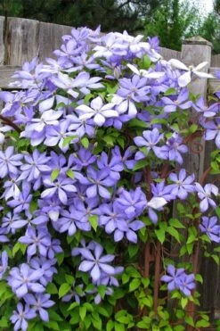 Mrs. Cholmondeley Clematis - 1 Gallon Pot -Garden Outdoor Plant Store clematis mrs cholmondeley 2
