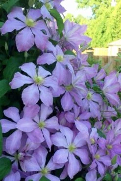 Mrs. Cholmondeley Clematis - 1 Gallon Pot -Garden Outdoor Plant Store clematis mrs cholmondeley 8