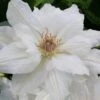 Mrs. George Jackman Clematis - 1 Gallon Pot -Garden Outdoor Plant Store clematis mrs george jackman 10