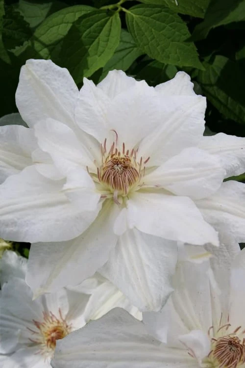 Mrs. George Jackman Clematis - 1 Gallon Pot 3 Mrs. George Jackman Clematis - 1 Gallon Pot