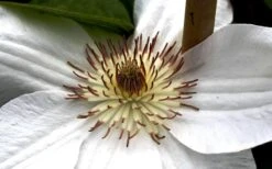 Mrs. George Jackman Clematis - 1 Gallon Pot 14 Mrs. George Jackman Clematis - 1 Gallon Pot -Garden Outdoor Plant Store clematis mrs george jackman 8