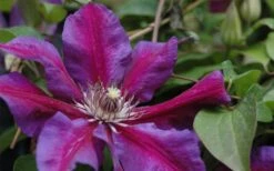 Mrs. Norman Thompson Clematis - 1 Gallon Pot 13 Mrs. Norman Thompson Clematis - 1 Gallon Pot -Garden Outdoor Plant Store clematis mrs n thompson 1