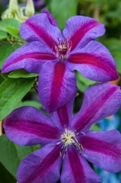 Mrs. Norman Thompson Clematis - 1 Gallon Pot 14 Mrs. Norman Thompson Clematis - 1 Gallon Pot -Garden Outdoor Plant Store clematis mrs n thompson 7