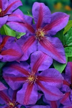 Mrs. Norman Thompson Clematis - 1 Gallon Pot 15 Mrs. Norman Thompson Clematis - 1 Gallon Pot -Garden Outdoor Plant Store clematis mrs norman thompson 20