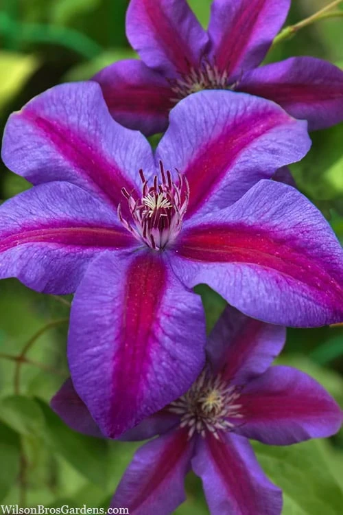 Mrs. Norman Thompson Clematis - 1 Gallon Pot 10 Mrs. Norman Thompson Clematis - 1 Gallon Pot - Image 8