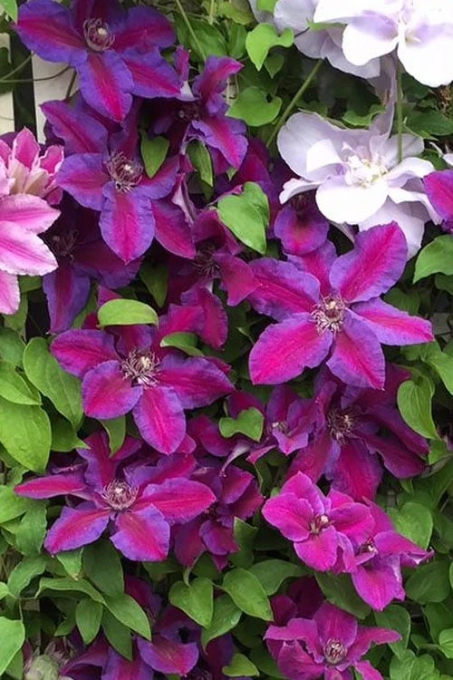 Mrs. Norman Thompson Clematis - 1 Gallon Pot 9 Mrs. Norman Thompson Clematis - 1 Gallon Pot - Image 7
