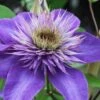 Multi Blue Clematis - 2 Gallon Pot -Garden Outdoor Plant Store clematis multi blue 1