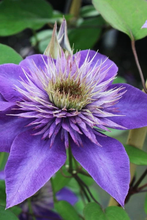 Multi Blue Clematis - 2 Gallon Pot 3 Multi Blue Clematis - 2 Gallon Pot