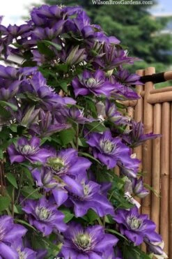 Multi Blue Clematis - 1 Gallon Pot -Garden Outdoor Plant Store clematis multi blue 3 1