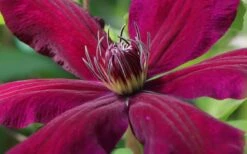 Niobe Clematis - 1 Gallon Pot 11 Niobe Clematis - 1 Gallon Pot -Garden Outdoor Plant Store clematis niobe 1