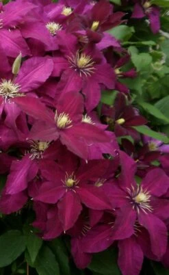 Niobe Clematis - 1 Gallon Pot 12 Niobe Clematis - 1 Gallon Pot -Garden Outdoor Plant Store clematis niobe 2