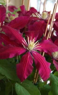 Niobe Clematis - 1 Gallon Pot