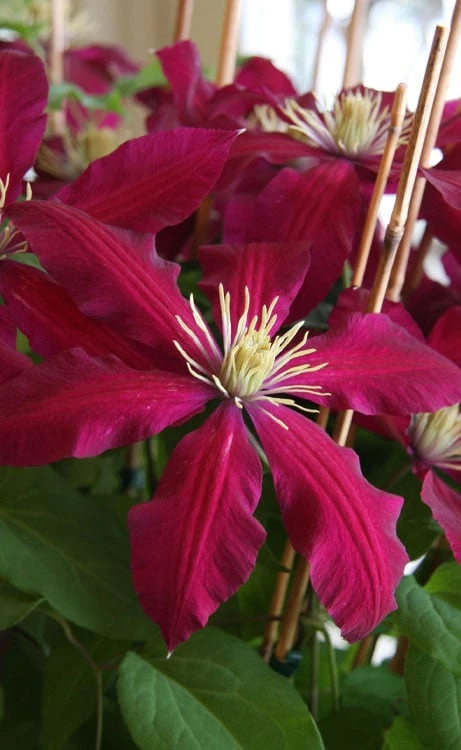 Niobe Clematis - 1 Gallon Pot 3 Niobe Clematis - 1 Gallon Pot