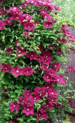 Niobe Clematis - 1 Gallon Pot 13 Niobe Clematis - 1 Gallon Pot -Garden Outdoor Plant Store clematis niobe 5