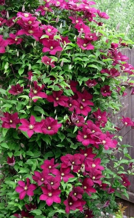 Niobe Clematis - 1 Gallon Pot 8 Niobe Clematis - 1 Gallon Pot - Image 6
