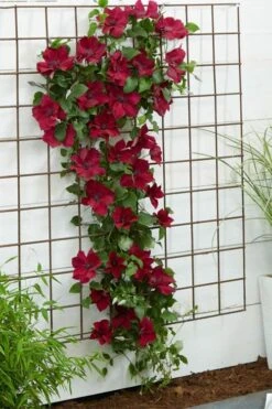 Nubia Clematis - 1 Gallon Pot -Garden Outdoor Plant Store clematis nubia 1