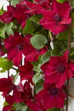 Nubia Clematis - 1 Gallon Pot -Garden Outdoor Plant Store clematis nubia 4
