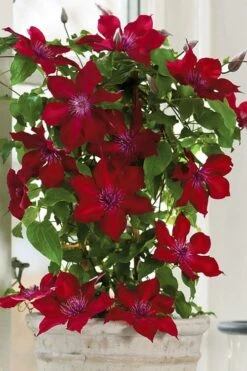 Nubia Clematis - 1 Gallon Pot -Garden Outdoor Plant Store clematis nubia 5