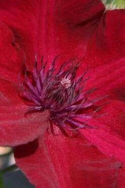 Nubia Clematis - 1 Gallon Pot -Garden Outdoor Plant Store clematis nubia 6