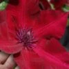 Nubia Clematis - 1 Gallon Pot 1 Nubia Clematis - 1 Gallon Pot -Garden Outdoor Plant Store clematis nubia 7