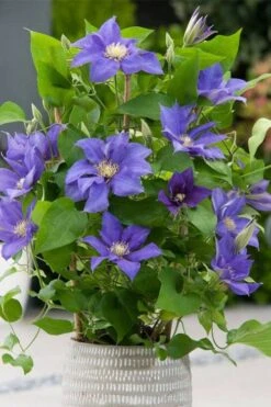 Olympia Clematis - 1 Gallon Pot -Garden Outdoor Plant Store clematis olympia 1
