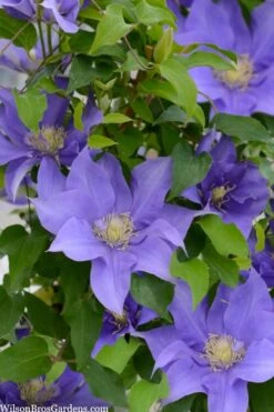 Olympia Clematis - 1 Gallon Pot -Garden Outdoor Plant Store clematis olympia 2