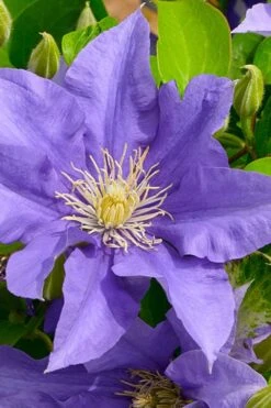 Olympia Clematis - 1 Gallon Pot -Garden Outdoor Plant Store clematis olympia 3