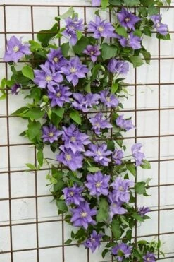 Olympia Clematis - 1 Gallon Pot -Garden Outdoor Plant Store clematis olympia 6