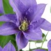 Olympia Clematis - 1 Gallon Pot 1 Olympia Clematis - 1 Gallon Pot -Garden Outdoor Plant Store clematis olympia 8