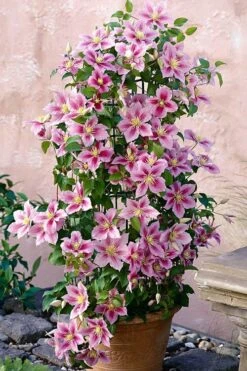 Piilu Clematis (Little Duckling) - 1 Gallon Pot -Garden Outdoor Plant Store clematis piilu 3