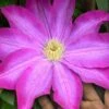 Pink Champagne Clematis - 1 Gallon Pot 2 Pink Champagne Clematis - 1 Gallon Pot -Garden Outdoor Plant Store clematis pink champagne 10