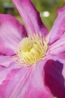 Pink Champagne Clematis - 1 Gallon Pot 17 Pink Champagne Clematis - 1 Gallon Pot -Garden Outdoor Plant Store clematis pink champagne 6