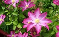 Pink Champagne Clematis - 1 Gallon Pot 18 Pink Champagne Clematis - 1 Gallon Pot -Garden Outdoor Plant Store clematis pink champagne 8