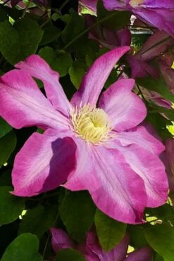 Pink Champagne Clematis - 1 Gallon Pot 19 Pink Champagne Clematis - 1 Gallon Pot -Garden Outdoor Plant Store clematis pink champagne 9