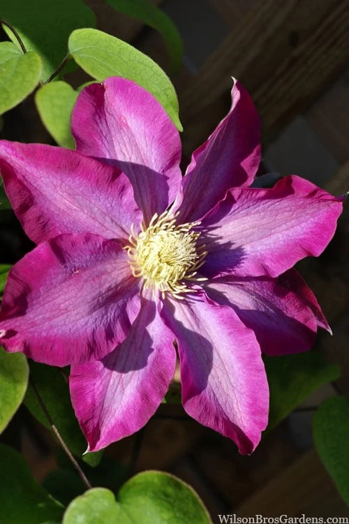 Pink Champagne Clematis - 1 Gallon Pot 6 Pink Champagne Clematis - 1 Gallon Pot - Image 4