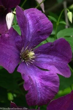 Polish Spirit Clematis - 1 Gallon Pot -Garden Outdoor Plant Store clematis polish spirit 1