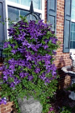 Polish Spirit Clematis - 1 Gallon Pot -Garden Outdoor Plant Store clematis polish spirit 10