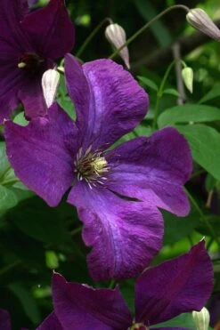 Polish Spirit Clematis - 1 Gallon Pot -Garden Outdoor Plant Store clematis polish spirit 2