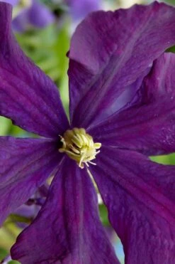 Polish Spirit Clematis - 1 Gallon Pot -Garden Outdoor Plant Store clematis polish spirit 5