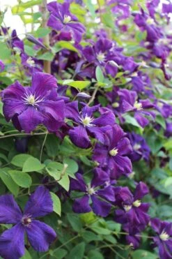 Polish Spirit Clematis - 1 Gallon Pot -Garden Outdoor Plant Store clematis polish spirit 6