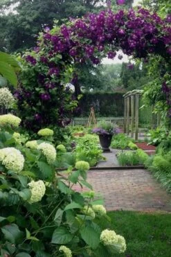 Polish Spirit Clematis - 1 Gallon Pot -Garden Outdoor Plant Store clematis polish spirit 7