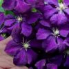 Polish Spirit Clematis - 1 Gallon Pot -Garden Outdoor Plant Store clematis polish spirit 9