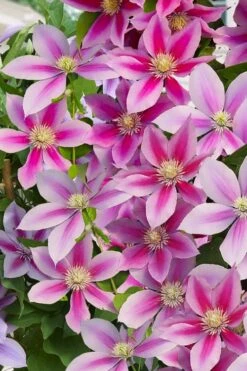 Poseidon Clematis - 1 Gallon Pot -Garden Outdoor Plant Store clematis poseidon 11