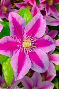 Poseidon Clematis - 1 Gallon Pot -Garden Outdoor Plant Store clematis poseidon 12