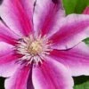 Poseidon Clematis - 1 Gallon Pot -Garden Outdoor Plant Store clematis poseidon 8