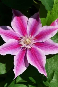 Poseidon Clematis - 1 Gallon Pot -Garden Outdoor Plant Store clematis poseidon 9