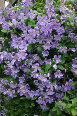 Prince Charles Clematis - 1 Gallon Pot 14 Prince Charles Clematis - 1 Gallon Pot -Garden Outdoor Plant Store clematis prince charles 1