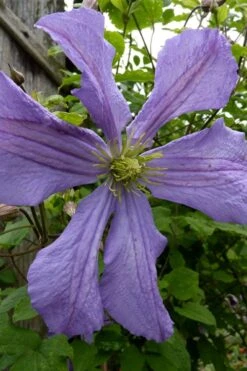 Prince Charles Clematis - 1 Gallon Pot 12 Prince Charles Clematis - 1 Gallon Pot -Garden Outdoor Plant Store clematis prince charles 4
